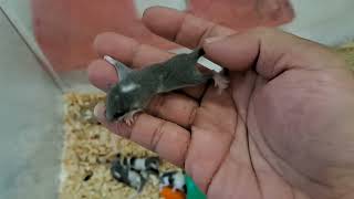 2 WEEK OLD BABY DORMOUSEAFRICAN PYGMY DORMICETUPAI MINI睡鼠 [upl. by Anelrahc]