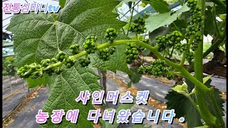 샤인머스켓 농장에 일손 돕고 왔습니다 포도농장 샤인머스켓 켐벨포도 원두막 [upl. by Nolahs392]