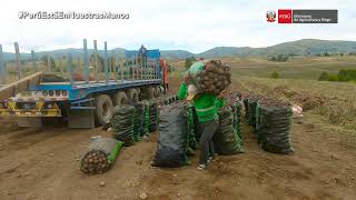 Productor de papas Ayacucho  Mercado Minagri [upl. by Geldens]