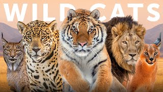 All 40 Species of Wild Cat Organised by Lineage [upl. by Elkcim]