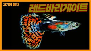 고정구피  레드바리게이트 구피를 소개합니다  Introducing the CHILLI Guppy [upl. by Marcellus]