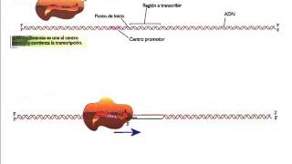 Transcripción del ADN  Genética molecular [upl. by Hamid]