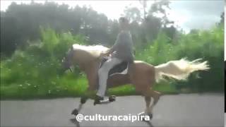 Cavalo marchador no trote galope ou corrida [upl. by Utas798]