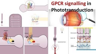 G protein signalling pathway underlying phototransduction [upl. by Hailed]