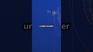 Secrets Revealed The Mysterious Life of DeepSea Creatures – What Lurks in the AbyssSeaCreatures [upl. by Aenneea]