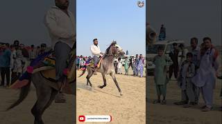 Sindhi Horse Rewal Chal [upl. by Layap]