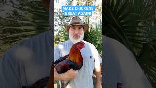 MAKE CHICKENS GREAT AGAIN FreeRange Survival Chickens are the Future of Poultry chicken [upl. by Bryner740]