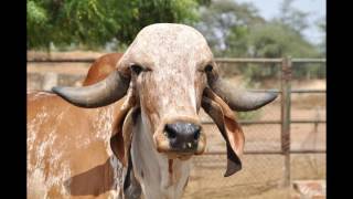 Gau Shala Darshan  Bansi Gir Gaushala  Ahmedabad Bharat India [upl. by Aihsetal]