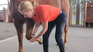 Musculoskeletal examination of the forelimb of the horse [upl. by Kosel640]