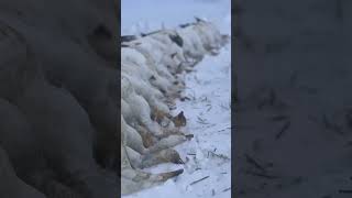 INSAINE SNOW GOOSE HUNT [upl. by Kcirdehs533]