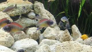 Tropheus moorii red rainbow Kasanga [upl. by Milks]