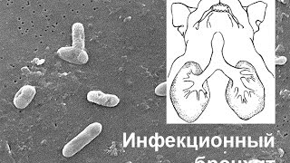 Английский Бульдог Часть 28 Инфекционный бронхит [upl. by Nalloh]