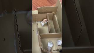 Meşhur labirent vs 8 hamster 🐹 maze babyhamster [upl. by Toh]