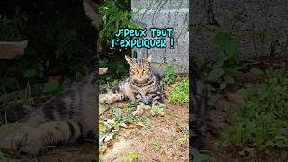 Petitou mon oseille  humour hu chat shortswithzita [upl. by Teagan63]