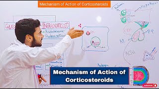 Mechanism of Action of Corticosteroids Glucocorticoids Mechanism of Action Mr Sanaullah lectures [upl. by Johnston]