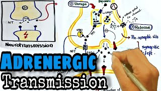 Adrenergic transmission Pharmacology  synthesis and release of norepinephrine [upl. by Aicilef]