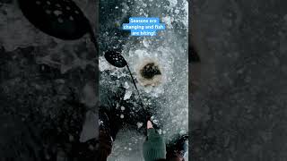 As seasons change so do the subsistence activities 🥶🧊 alaska icefishing fishing [upl. by Laniger]