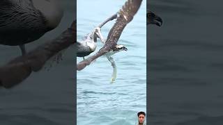 An osprey vs a gaint bird 🦢 wildlife ospreys eagles ospreycam [upl. by Mufinella]