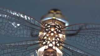 Investigating the Secrets of Dragonfly Flight [upl. by Steffy]