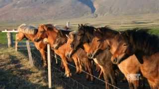 Icelandic Horses  Kentucky Life  KET [upl. by Roselin]