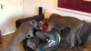 My 2 weimaraner love my sister [upl. by Sucerdor]