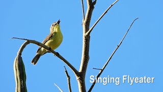 A Singing Goldenbellied Flyeater in 4K [upl. by Irved]