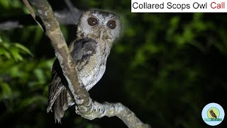 Collared Scops Owl Call  Scops Owl  Collared Scops Owl  BIRD Call । 2021 Wildlife Photography [upl. by Geibel]