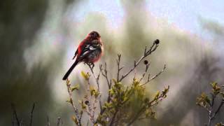 ベニマシコ 囀り Longtailed Rose Finch [upl. by Aerda832]