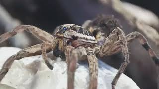 Wolf Spider Mother and Babies [upl. by Thun]