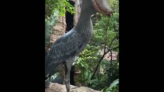 RAREST Bird Moments You Wont Believe Exist youtubeshorts ytshorts youtubeshort viralvideos [upl. by Onairelav]