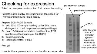 Lab tip Check preamp postinduction samples on an SDSPAGE gel to see if your protein expressed [upl. by Cleaves]