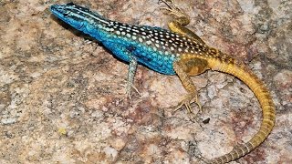 Platysaurus attenboroughi  spectacularly coloured lizard named after Sir David Attenborough [upl. by Cumings]