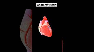 Heart Anatomy 3D Medical Animation shorts [upl. by Alamac]