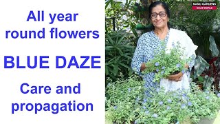 All year round flowers Blue dazeCare and propagation [upl. by Shepherd]