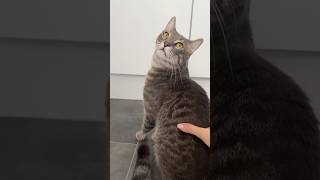 Love bomb cat catvideos kitten cutecatsounds asmrcat asmr cute catseating catsounds viral [upl. by Neelram]