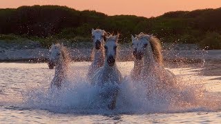 Camargue The Romance of Wild Horses [upl. by Orecic]