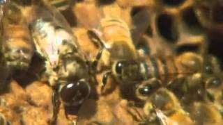 Keystone Species  Honey Bee Project [upl. by Robinia]