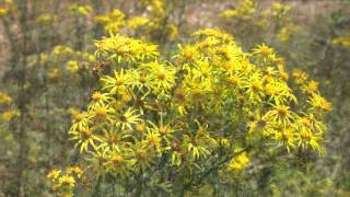 Common Ragwort  Senecio Jacobaea  Jakobskreuzkraut [upl. by Aronoel]