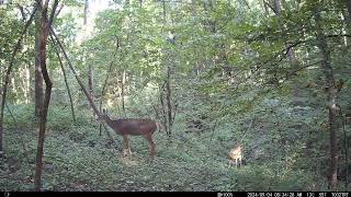 Couple Bucks Deer Turkeys amp a Coyote Orig Location Iowa Trail Cam 8312024 to 972024 iowa [upl. by Nerin]