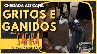 Chegada ao canil  SAFIRA  Husky Siberiano [upl. by Neelhtakyram]