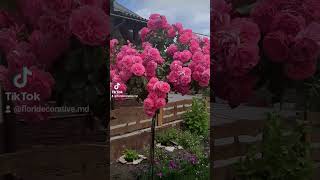 Rosarium Uetersen roses rose молдова flowers розы штамбовыерозы garden [upl. by Eliot]