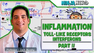 Immunology  Inflammation Toll Like Receptors and Interferons Part 4 [upl. by Firehs199]