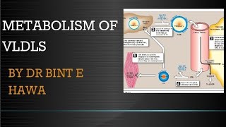 Metabolism of VLDLS  Biochemistry of Lipoproteins By Dr Bint e Hawa [upl. by Happ504]