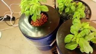 Indoor Hydroponic Basil DWC Walkthrough [upl. by Zarla388]