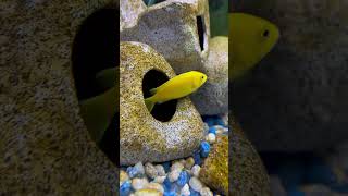 Yellow lab cichlid aquariumfish fish africancichlids cute mbuna [upl. by Reaht]