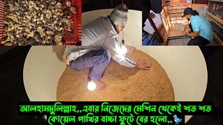 আলহামদুলিল্লাহএবার নিজেদের মেশিন থেকেই শত শত কোয়েল পাখির বাচ্চা ফুটে বের হলো🐦 [upl. by Atikat169]