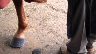 Farrier Clinching Process with Mike Chance APF CJF [upl. by Gallagher]