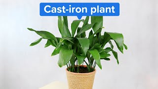 Full middle class respectabilityCastiron Plant [upl. by Sido]