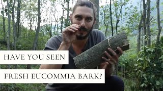 Have You Seen Fresh Eucommia Bark [upl. by Atiuqehs]