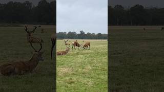 Deer talking Richmond Park [upl. by Leiahtan243]